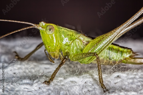 cricket green on cloth extreme close up