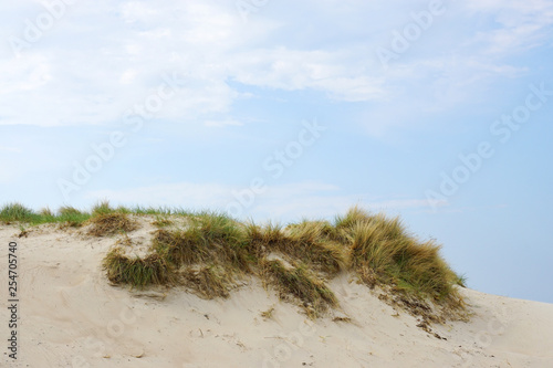Fototapeta Naklejka Na Ścianę i Meble -  marram grass on sand dune at baltic seaside