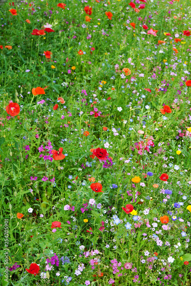 wildflower meadow with various colorful flowers blossoming