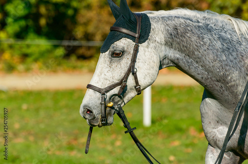 Grey horse on equestrian competition. photo