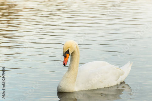 Cygnus, Swan swimming on the pond.
