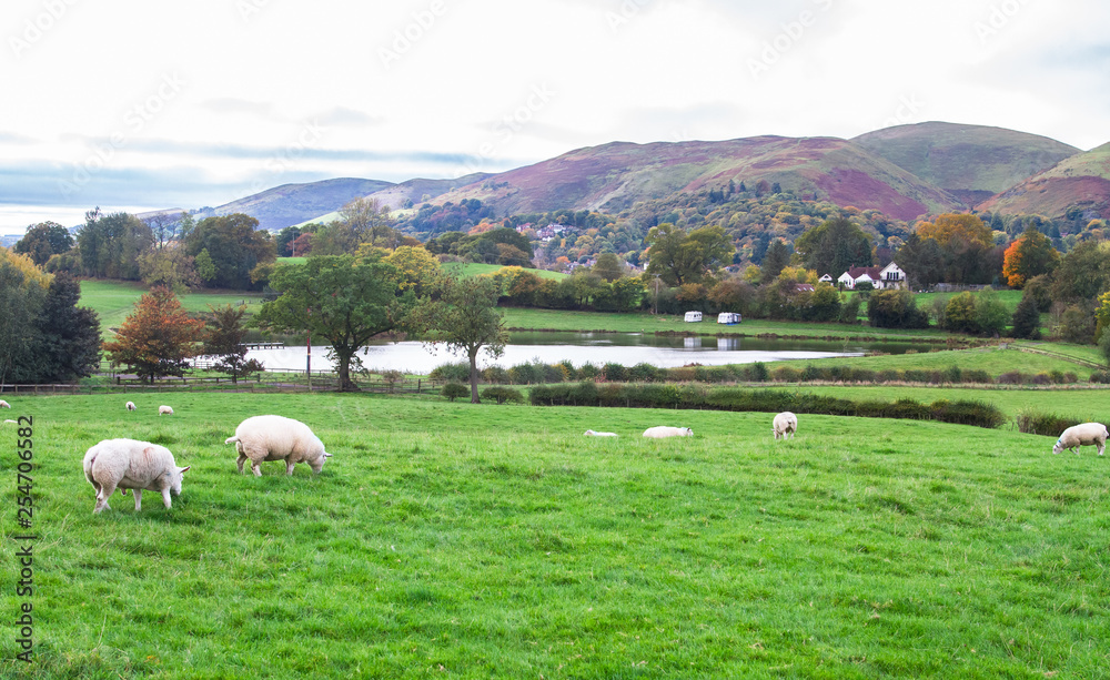 Sheep graze in a grassy meadow in rural Shropshire, England.