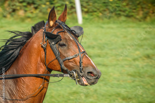 Bay horse on equestrian competition. © Castigatio