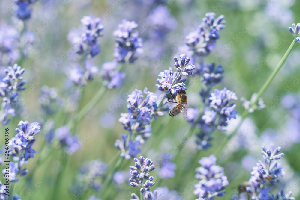 Lavender flowers in field. Pollination with bee and lavender with sunshine, sunny lavender Lavender flowers in field. Pollination with bee and lavender with sunshine, sunny lavender
