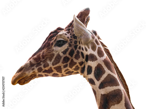  giraffe isolate on white background with clipping path © Oleksandr