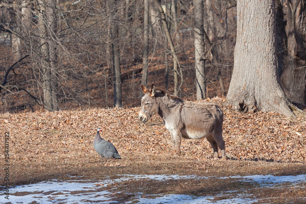Obraz premium The Donkey and The Guineafowl