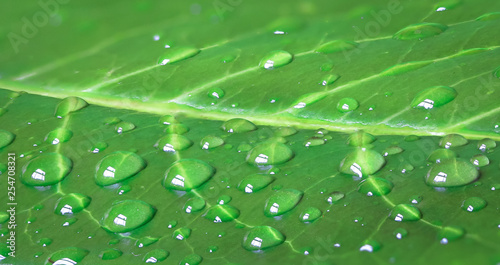 Closeup of dew drops stuck to a large green leaf.