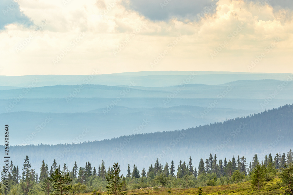 View of the forest landscape with fog and shadows View of the forest landscape with fog and shadows