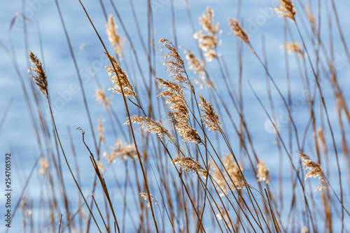 Reeds swaying in the wind at a lake
