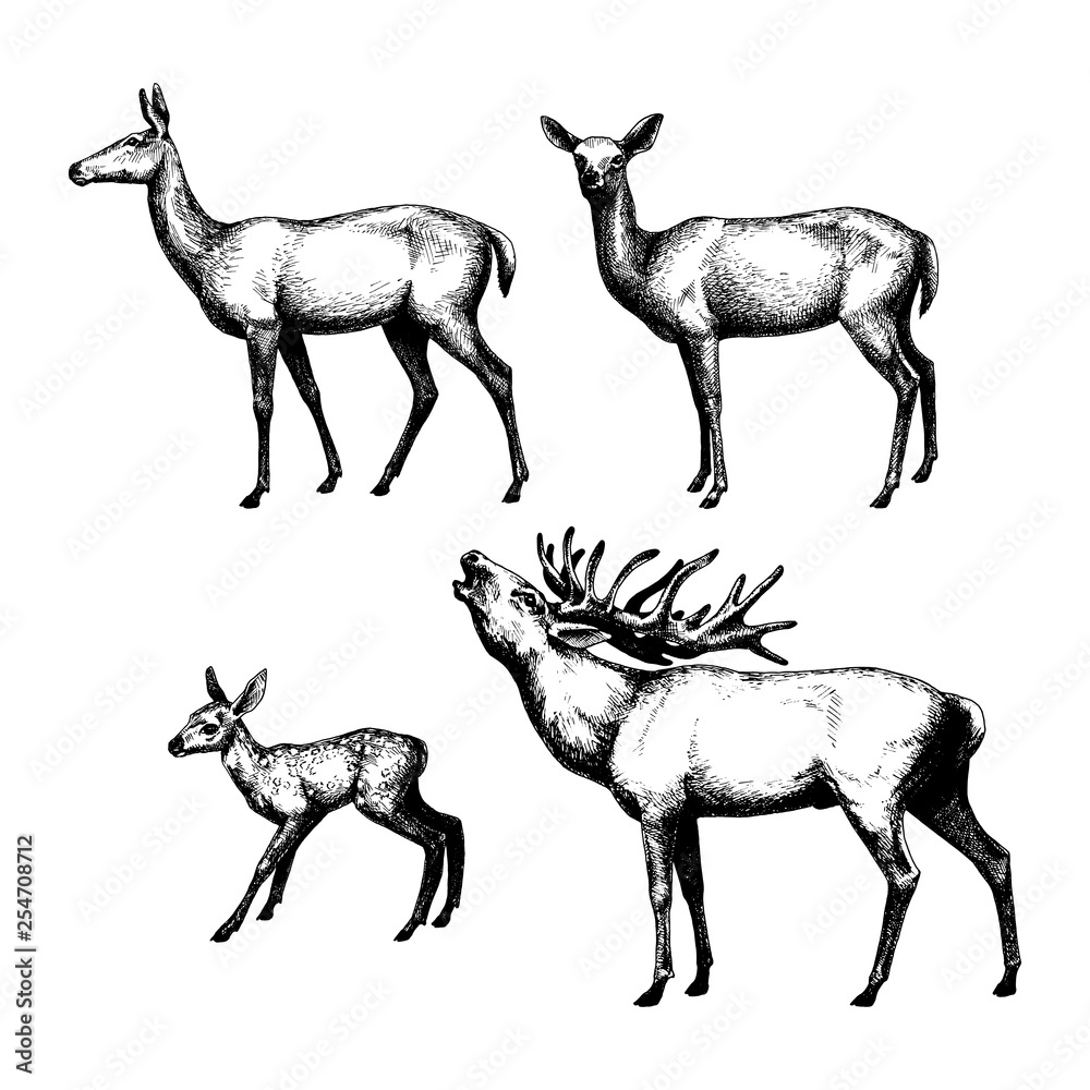 Fototapeta premium Set of graphic, shaded deers