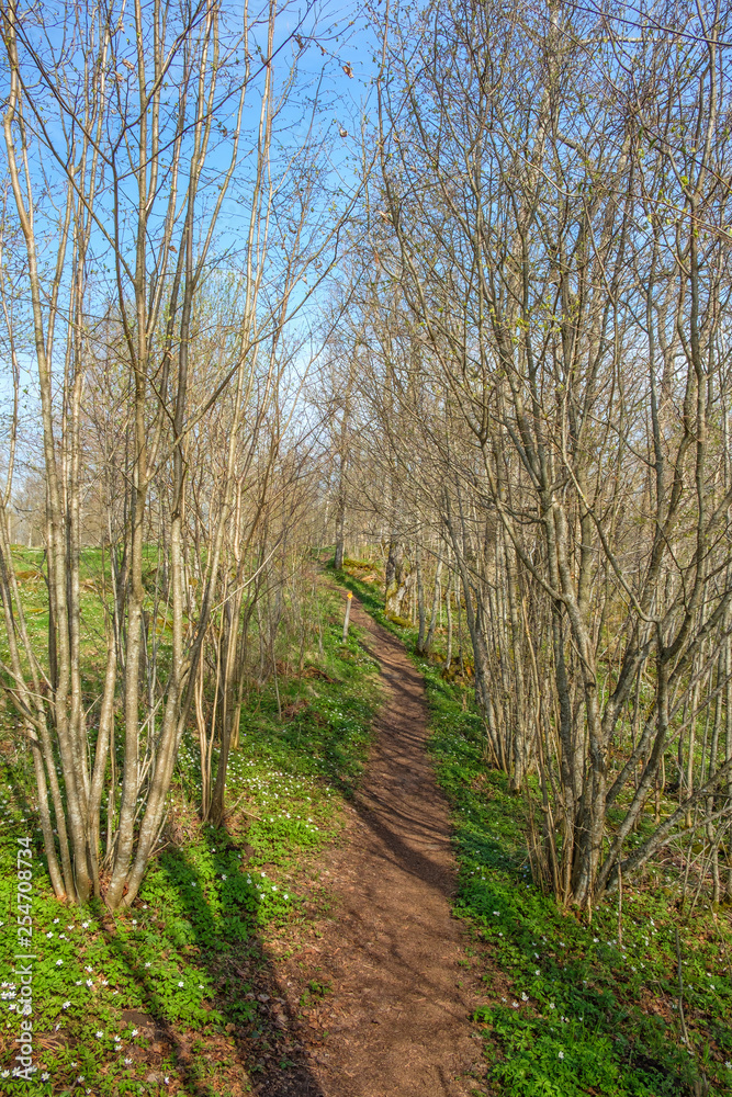 Nature trail in a woodland at spring Nature trail in a woodland at spring