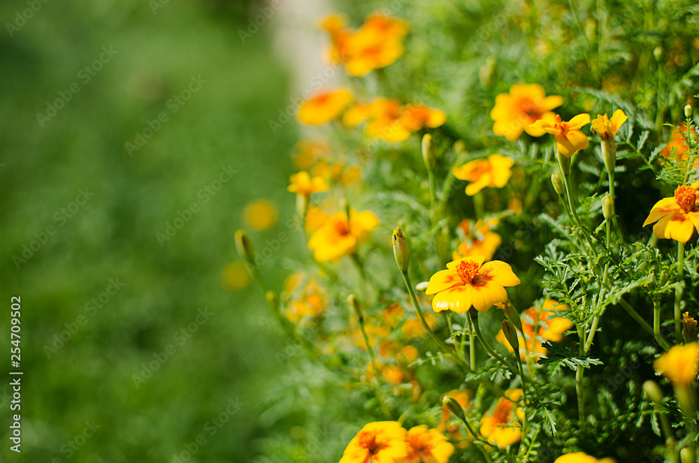 Orange juice flowers grow in the fresh air Orange juice flowers grow in the fresh air