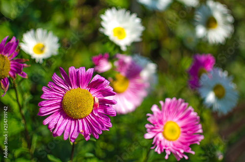 Soft white daisies bloom in summer