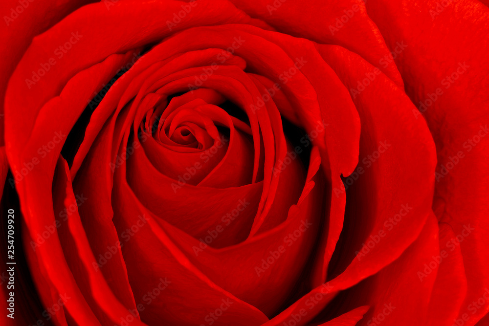 Beautiful red rose macro closeup for valentine's day Beautiful red rose macro closeup for valentine's day