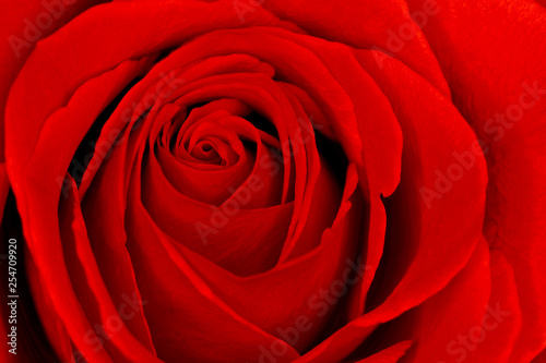 Beautiful red rose macro closeup for valentine s day