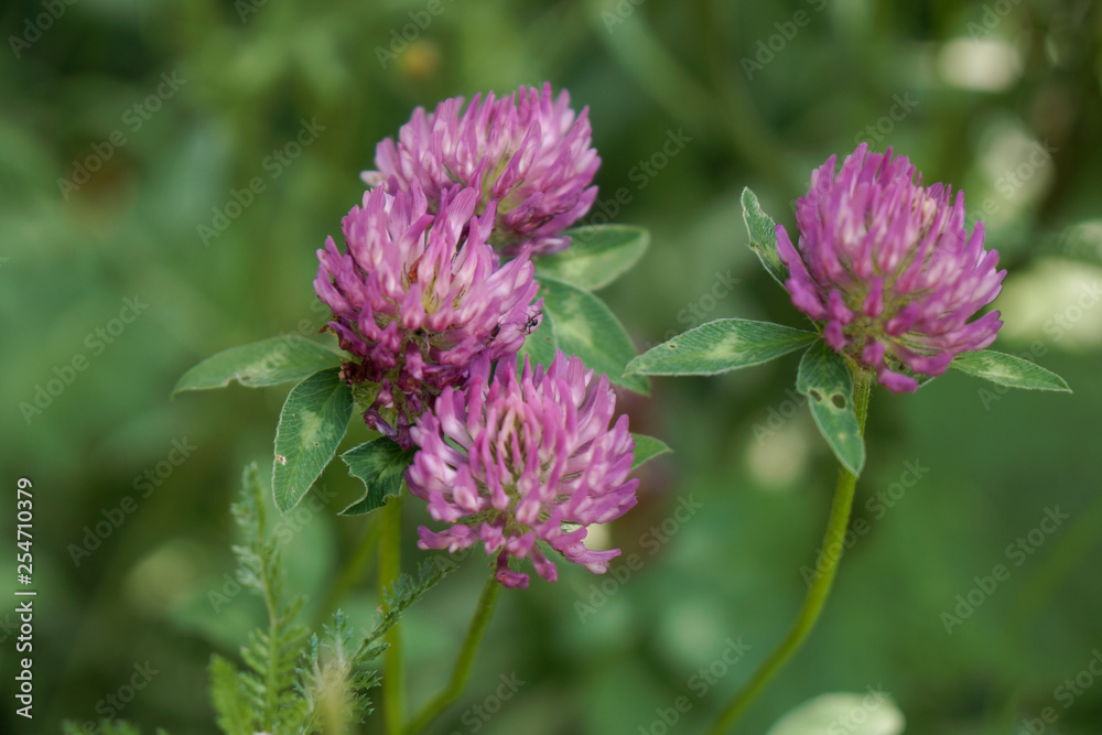 clover blooming with pink flowers on lawn clover blooming with pink flowers on lawn