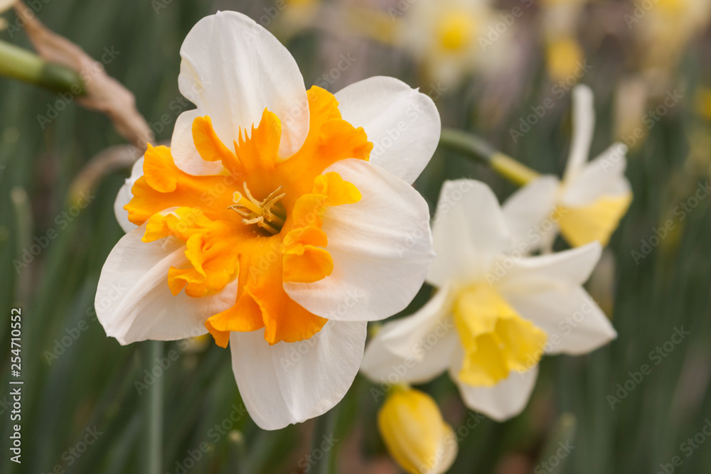 upturn orange ruffle cup daffodil
