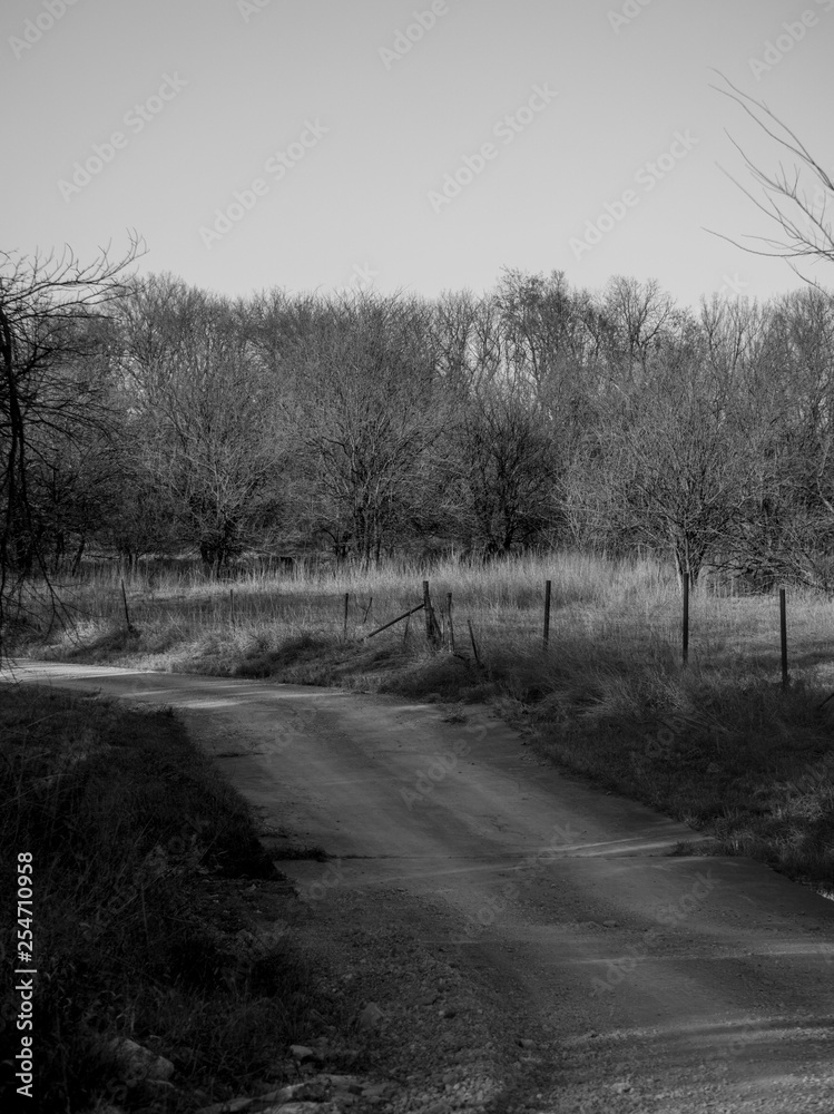 road in winter forest