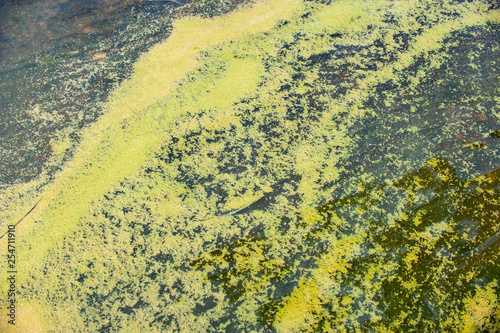 Algae