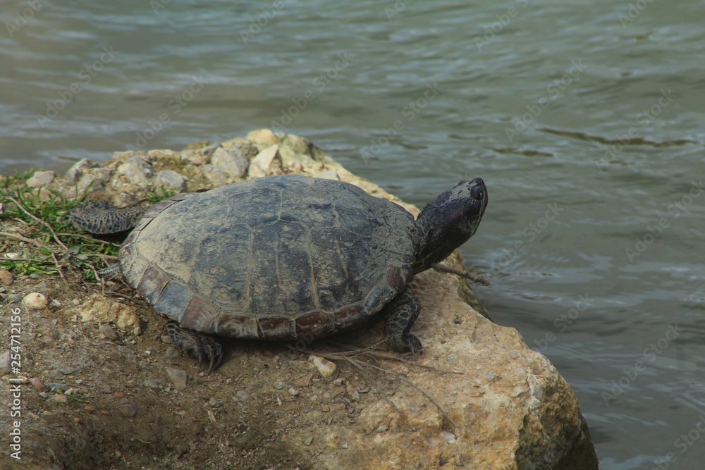 tortue aquatique au repos sur la berge