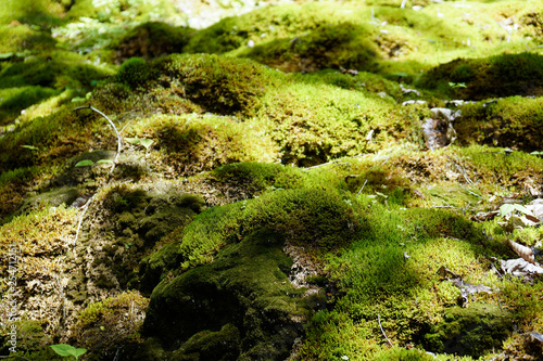 moss scenery in black forest