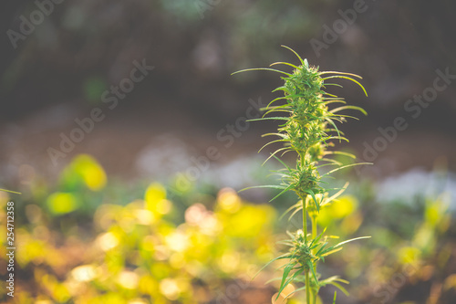 Marijuana leaves, Cannabis on beautiful background.
