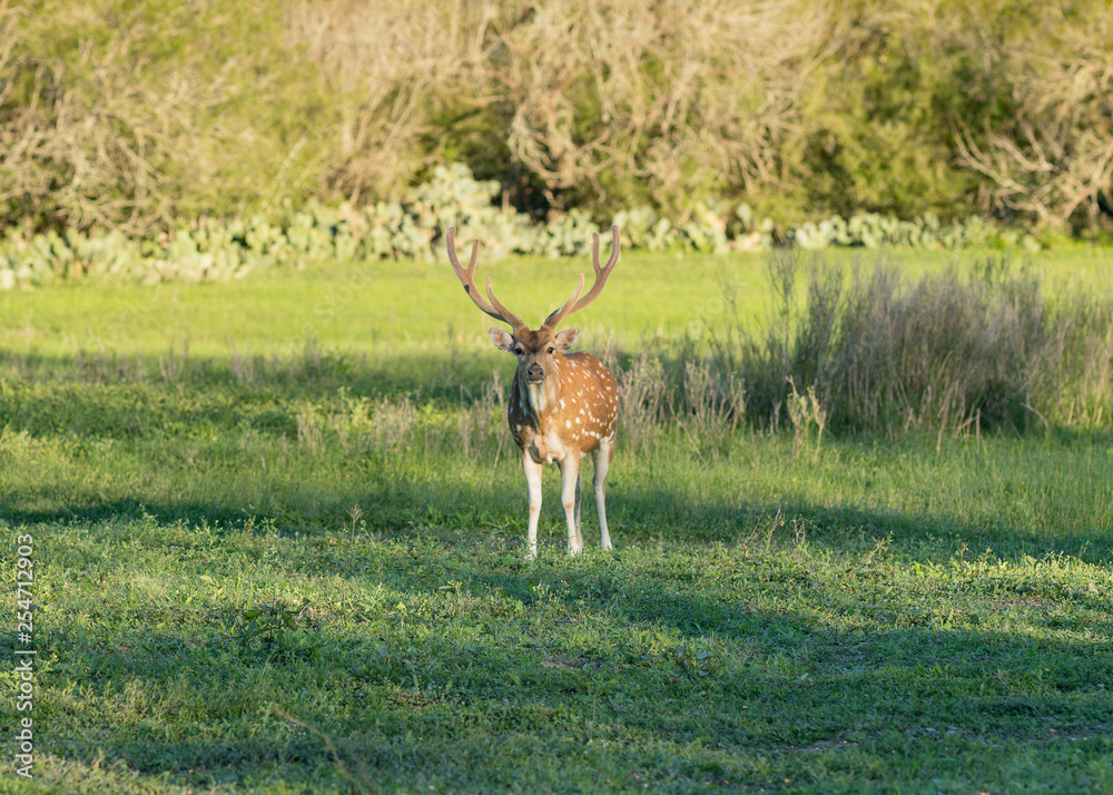 Axis Deer In Clearing