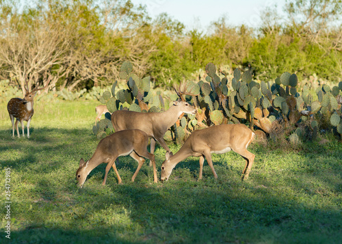 Deer Herd Texas