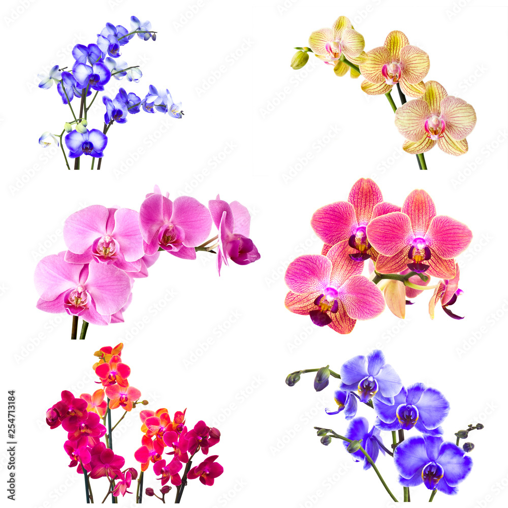 orchid flowers - phalaenopsis