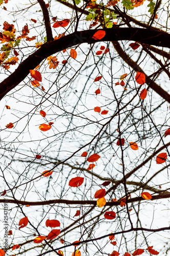 The last autumn leaves on the branches of trees.