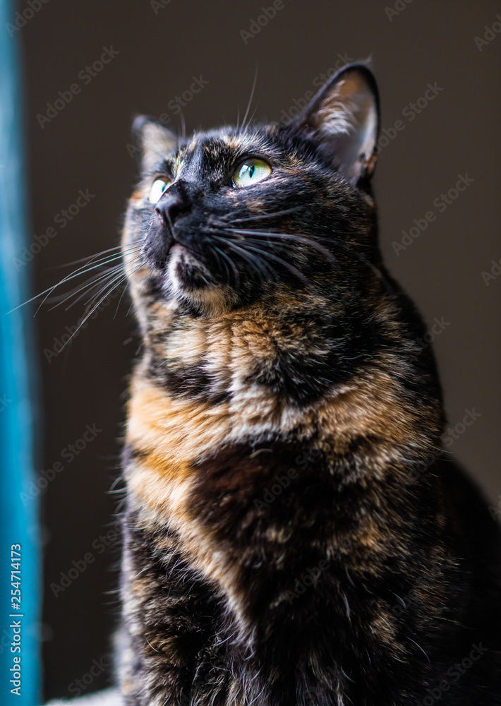 A beautiful tortoiseshell cat stares out a window A beautiful tortoiseshell cat stares out a window
