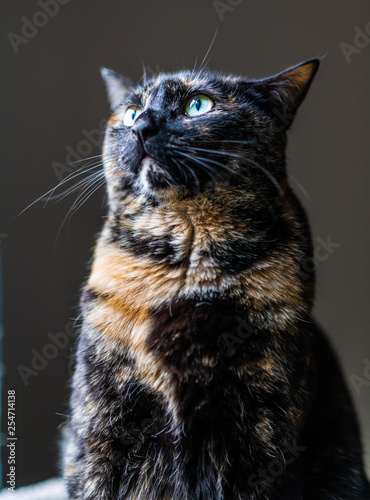 Εκτύπωση καμβά A beautiful tortoiseshell cat stares out a window