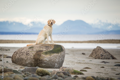 Young lab dog sitting on rock at the beach with mountains in background