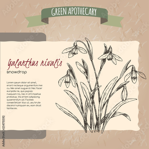 Galanthus nivalis aka snowdrop sketch. Green apothecary series.