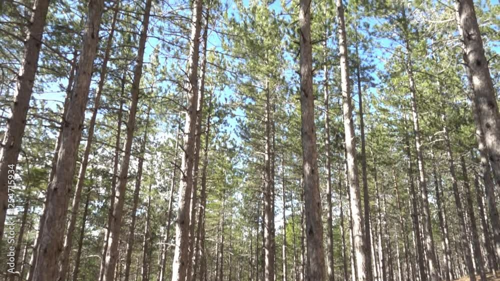 Pines in the forest of Morella