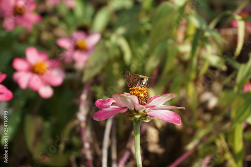 bee on flower