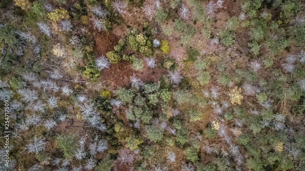 Aerial view of drone, with typical Portuguese forest, crown of trees, pines and oaks Aerial view of drone, with typical Portuguese forest, crown of trees, pines and oaks