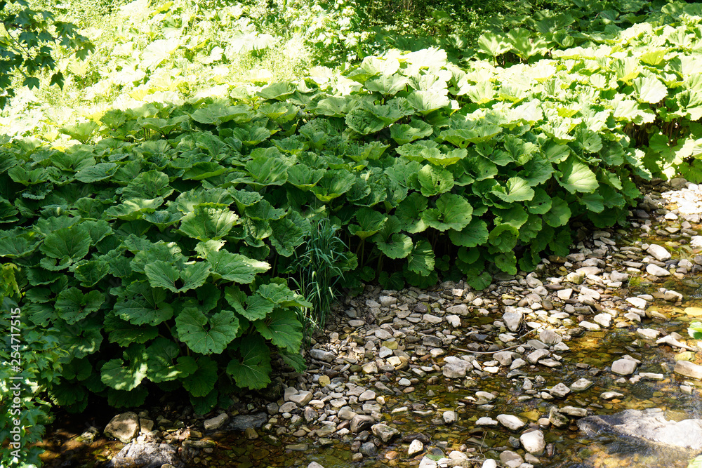 round leaf plants growing on gravel at river side