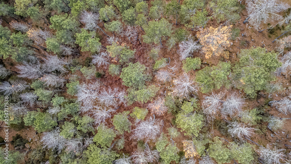 Aerial view of drone, with typical Portuguese forest, crown of trees, pines and oaks Aerial view of drone, with typical Portuguese forest, crown of trees, pines and oaks