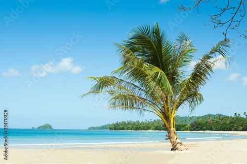 Fototapeta Naklejka Na Ścianę i Meble -  Palm tree on an empty beach. Travel vacation concept, background