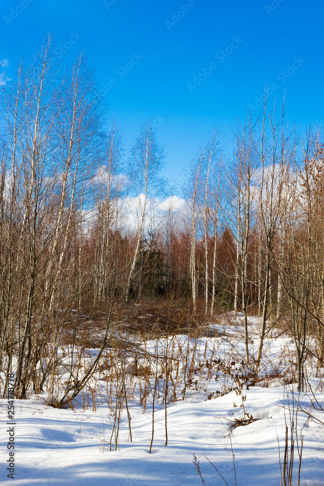 Sunny winter landscape of forest and field in the snow Sunny winter landscape of forest and field in the snow