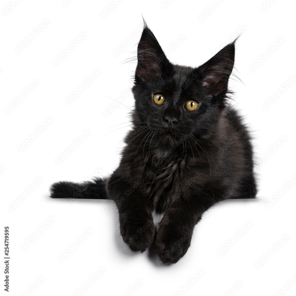 Cute solid black Maine Coon cat kitten, laying down. Looking beside lens with golden yellow eyes. Isolated on white background. Paws hanging over edge.