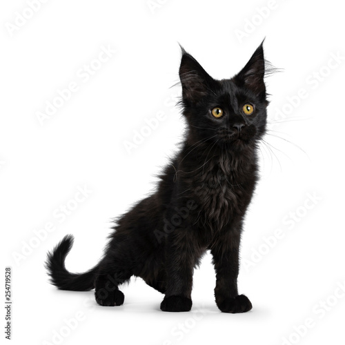Fotografie Cute solid black Maine Coon cat kitten, standing half side ways