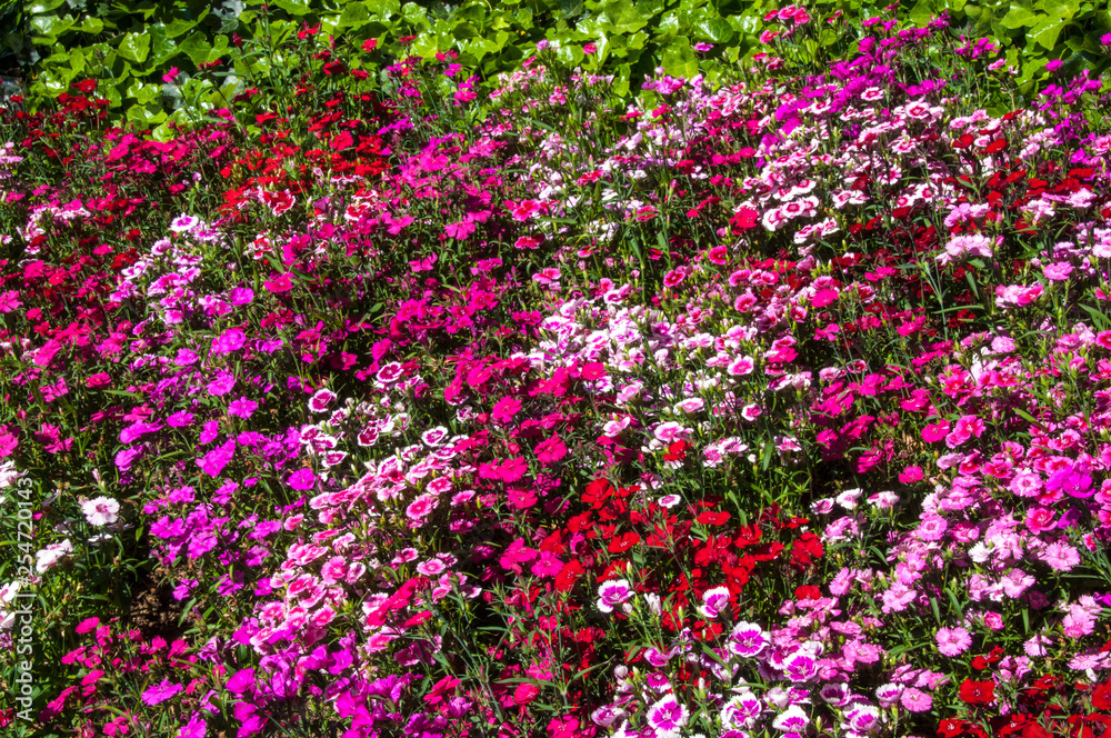 Colorful garden