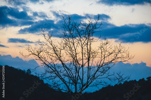Sunset branches silhouette