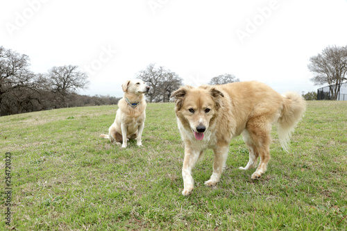 Two Dogs at Randoll Mill Park © Dog Paw Productions