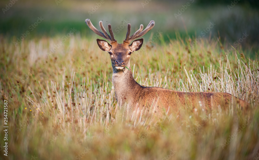 Young red deer grazing in a tall grass summer meadow, Killarney national park, Ireland Young red deer grazing in a tall grass summer meadow, Killarney national park, Ireland