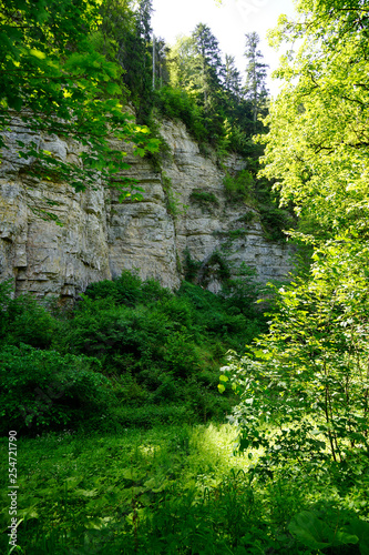 rocky ravine in black forest with a lot of plants