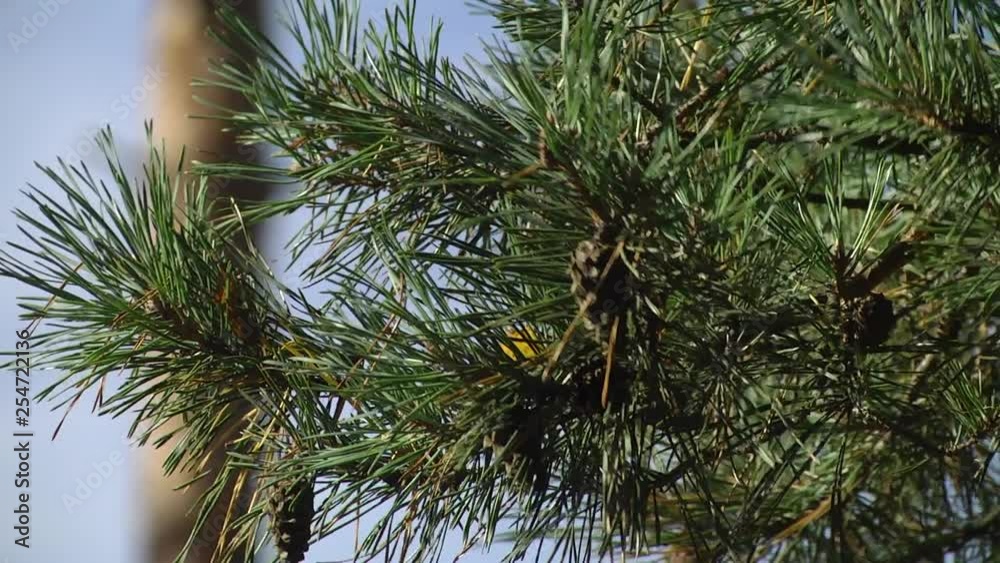 Green pine cone in a Pine Tree. Young light green pine needles. Close up. Green pine cone in a Pine Tree. Young light green pine needles. Close up.