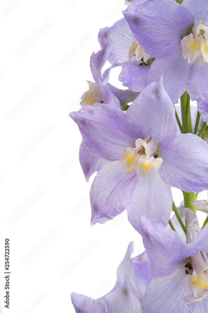 delphinium isolated